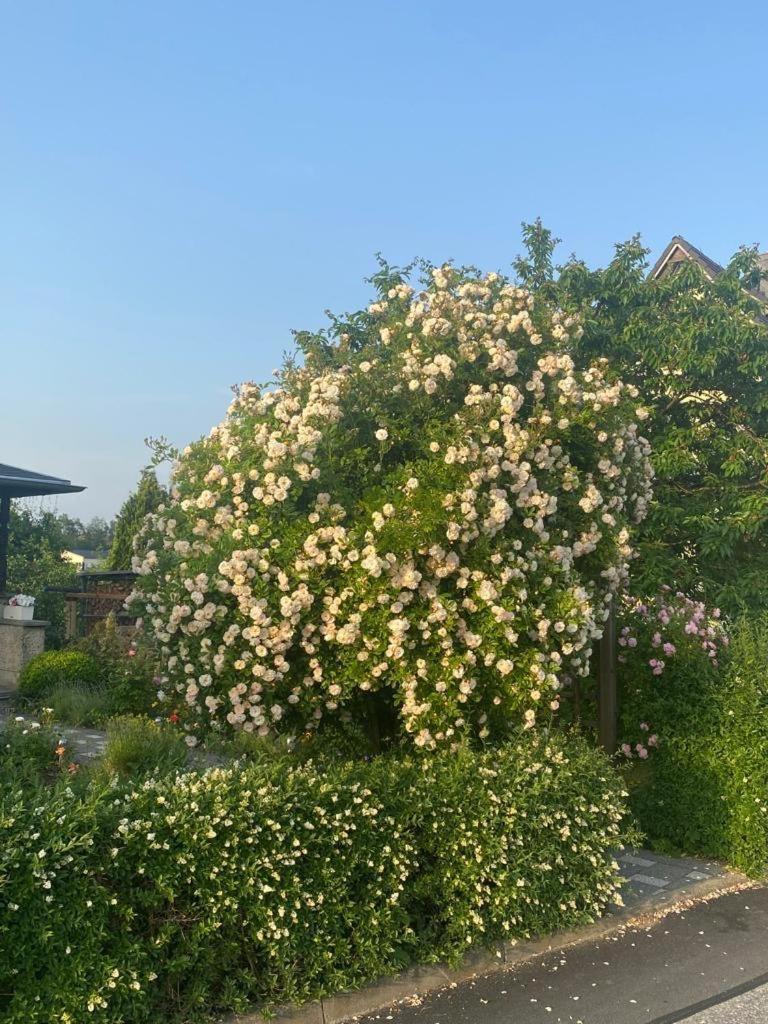Ferienwohnung Hinterhermsdorf Glaser 赛博尼茨 外观 照片